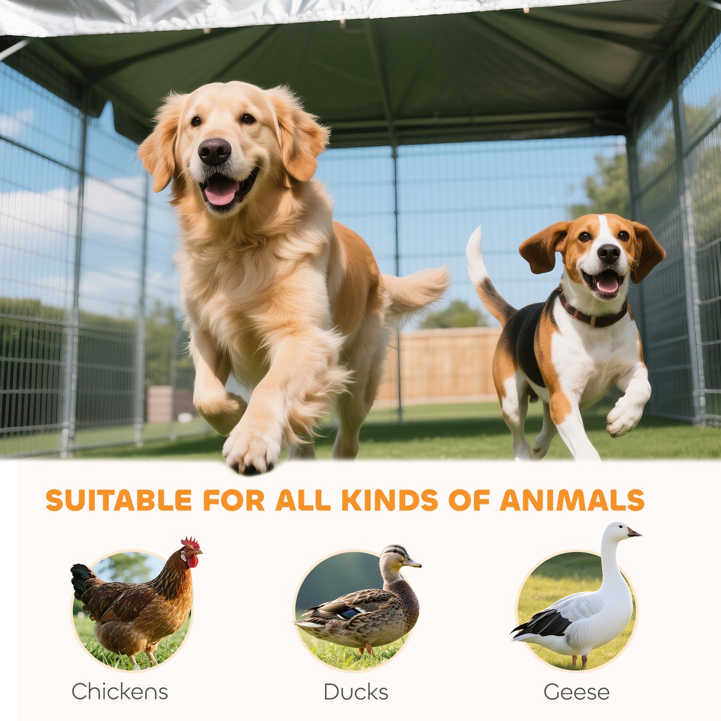 Dog Kennel